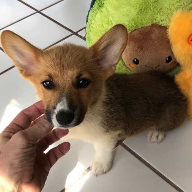 Boy 2 - Pembroke Welsh Corgi Male