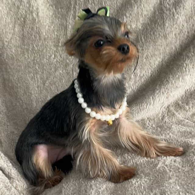 Micro Bella Ros - Yorkshire Terrier Female