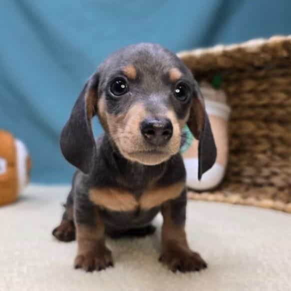 Asher - Dachshund Male