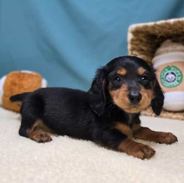 Rumi - Dachshund Female