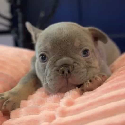 Prince  - French Bulldog Male