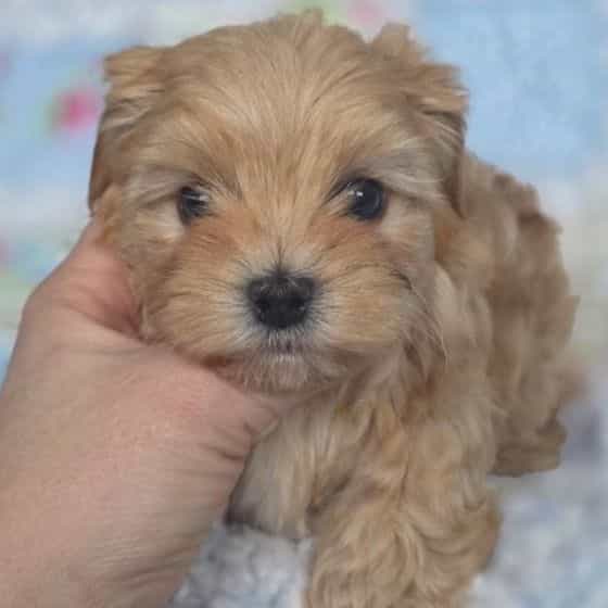 Morkipoo Boy 1 - Morkie Male