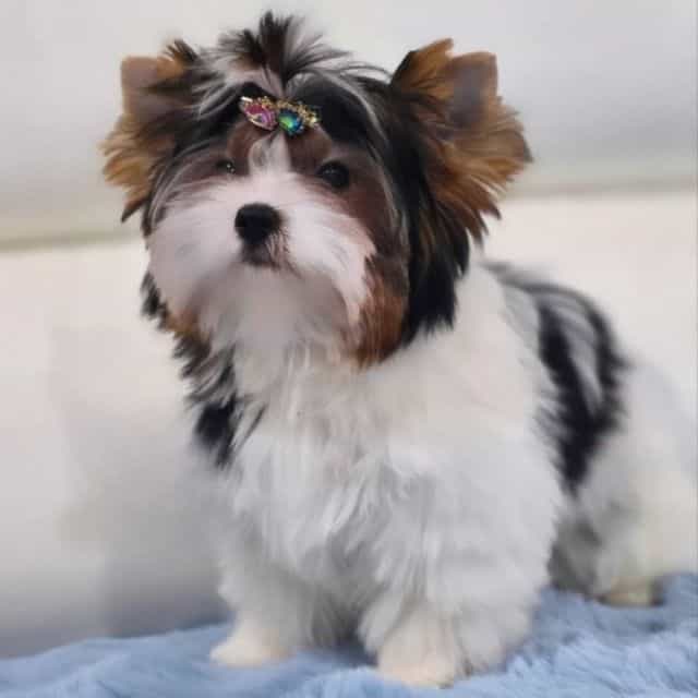 Brie - Biewer Terrier Female