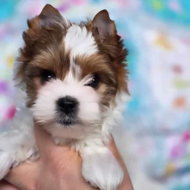 Tilly - Yorkshire Terrier Female