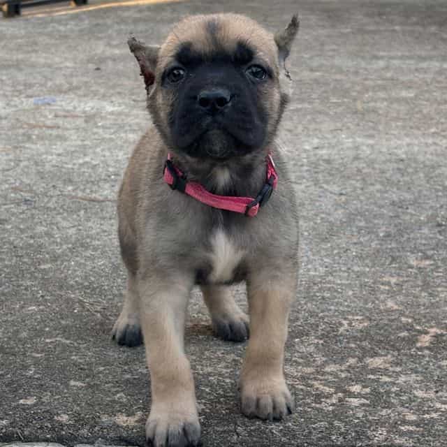 Bells - Cane Corso Female