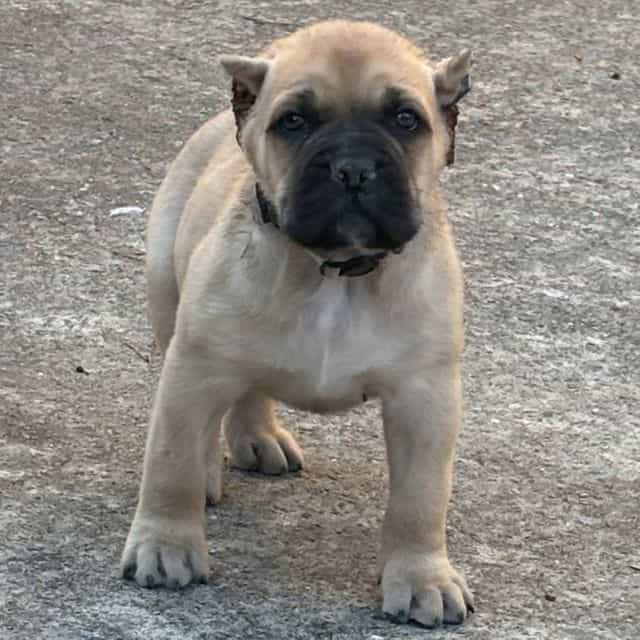 Scarlett - Cane Corso Female