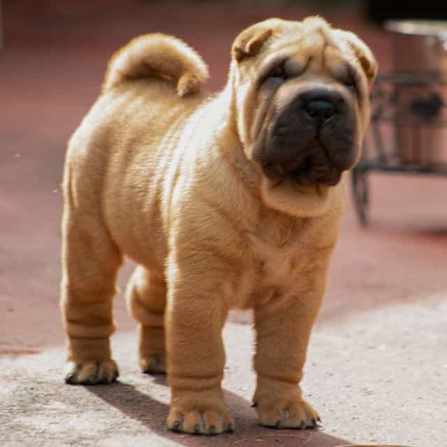 Briel - Chinese Shar-Pei Male