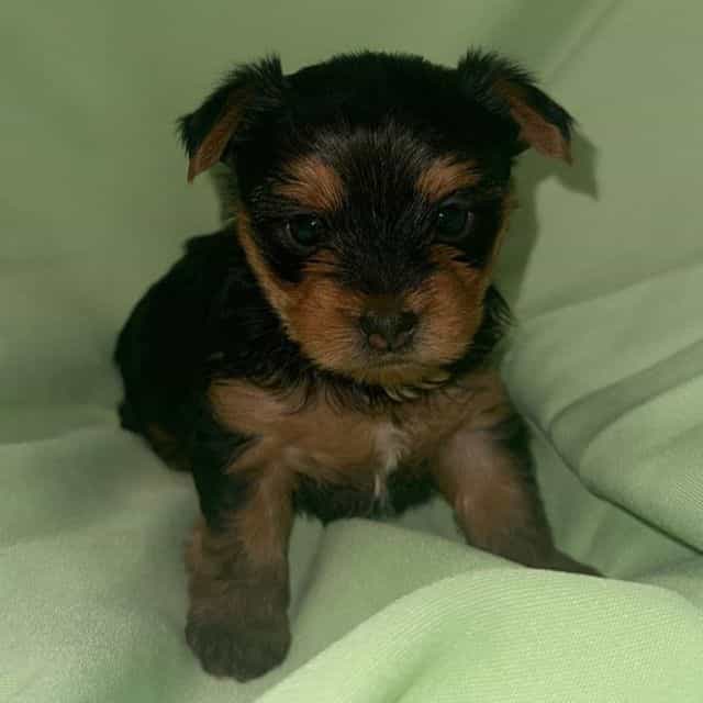 Blue boy  - Yorkshire Terrier Male