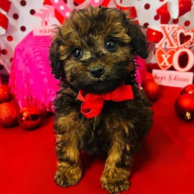 Tiny Stewart - Toy Poodle Male