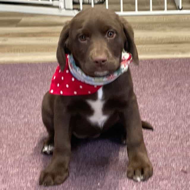 Hazel - Springador Female