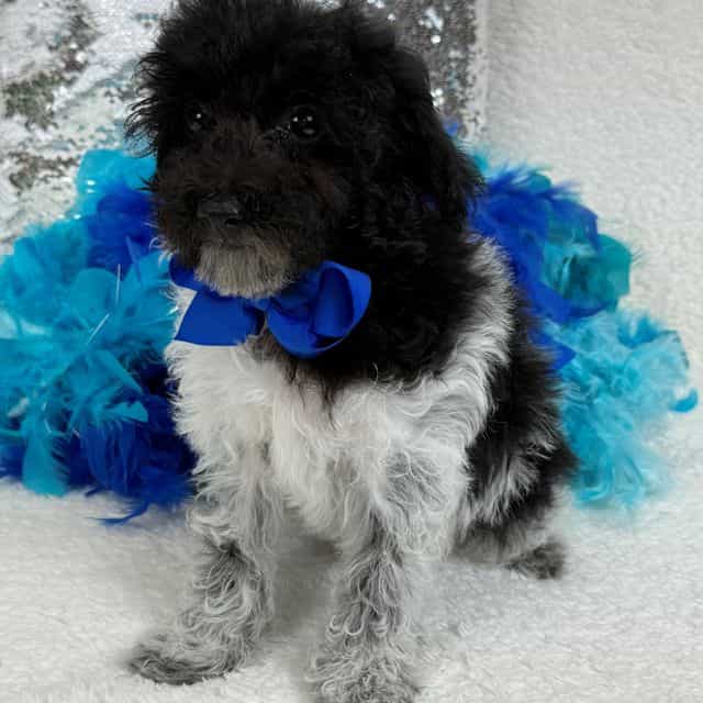 Cici Blue Boy - Toy Poodle Male