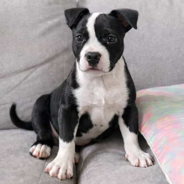 Daphne - American Bully Female