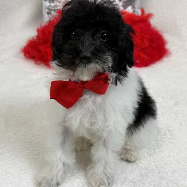 Cici Red Boy - Toy Poodle Male