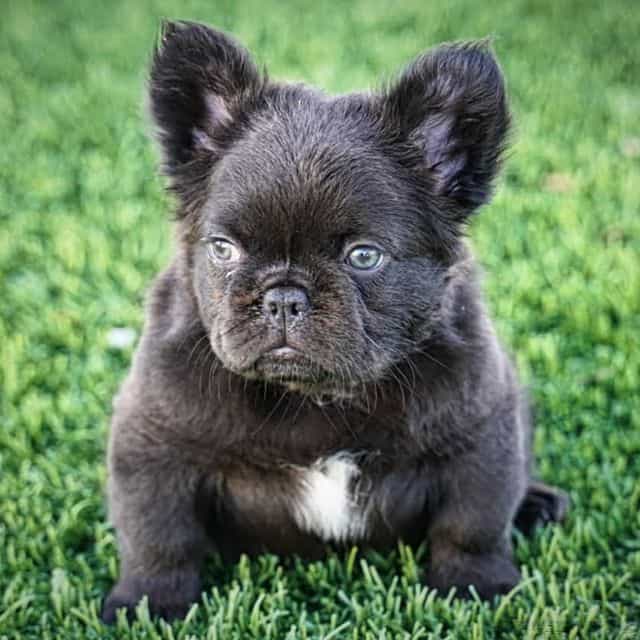 Coco Bear  - French Bulldog Male