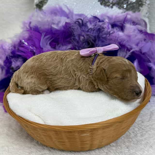 Peaches Purple  - Toy Poodle Female