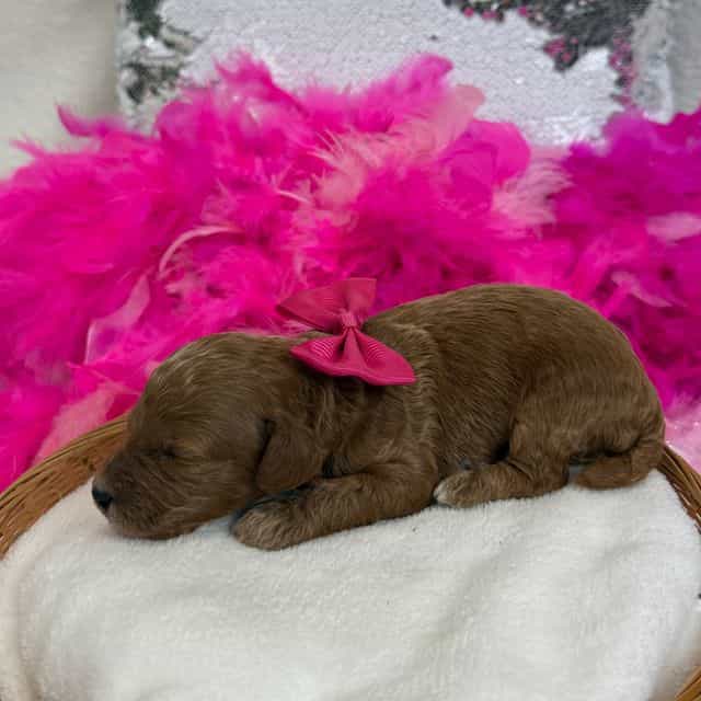 Peaches Pink Gi - Toy Poodle Female