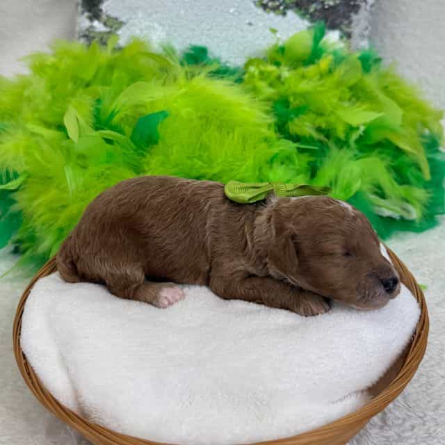 Peaches Green G - Toy Poodle Female