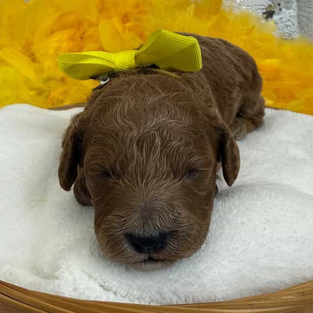 Peaches Yellow  - Toy Poodle Female