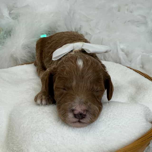 Peaches White B - Toy Poodle Male