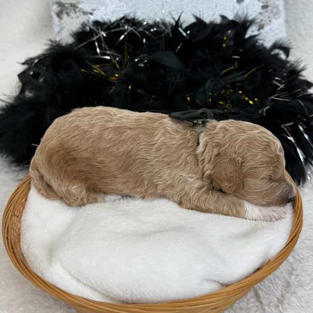 Peaches Black B - Toy Poodle Male