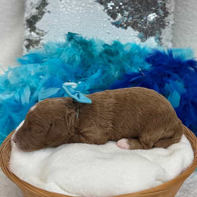 Peaches Turquoi - Toy Poodle Female