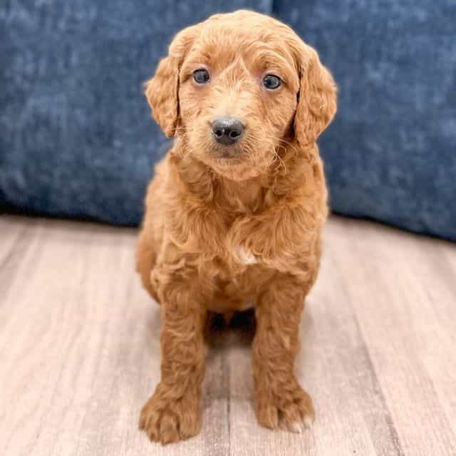 Noelle - Goldendoodle Female