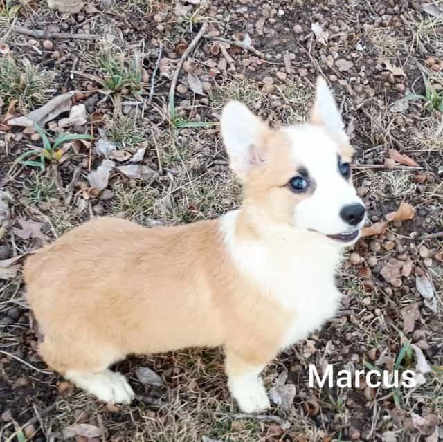 Marcus  - Pembroke Welsh Corgi Male