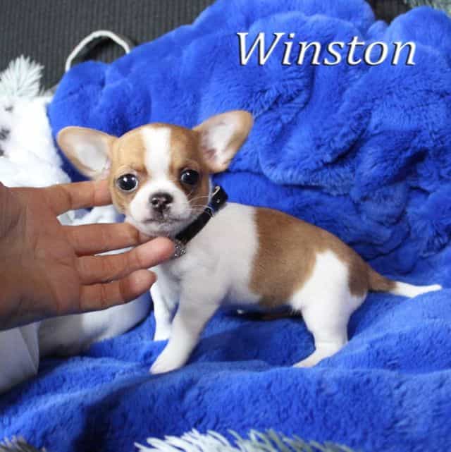 Winston - Chihuahua Male