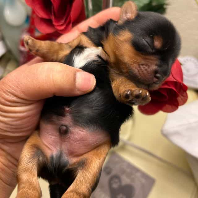 Max - Yorkshire Terrier Male