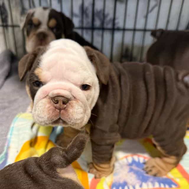 Molly - English Bulldog Female