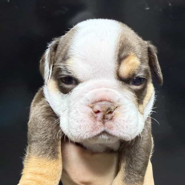 Coco - English Bulldog Female