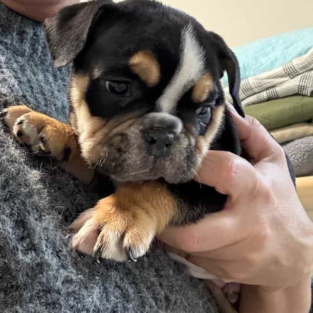 Drakkar  - English Bulldog Male