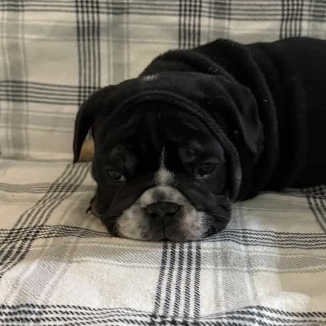 Noir - English Bulldog Female