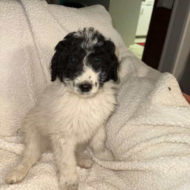 Zia - Labradoodle Female