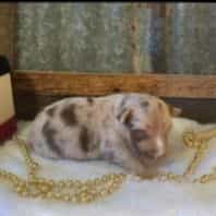 Alaska - Australian Shepherd Female