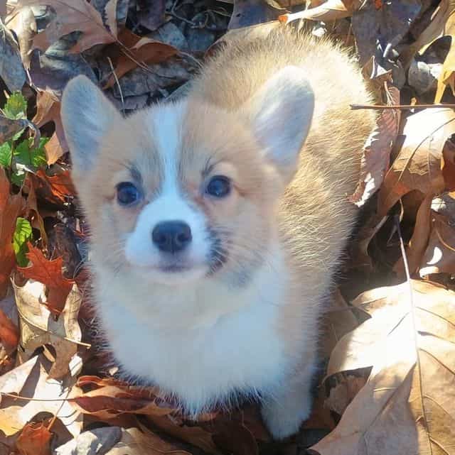 Juliet  - Pembroke Welsh Corgi Female