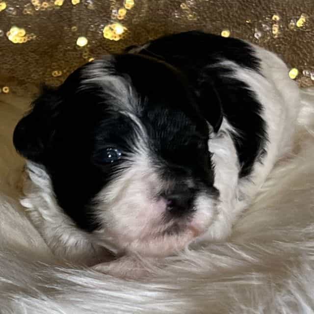 Oreo - Havanese Male