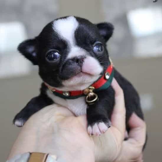 Ninja - Chihuahua Male