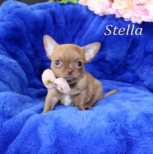 Stella - Chihuahua Female