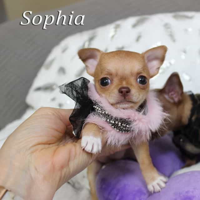 Sophia - Chihuahua Female
