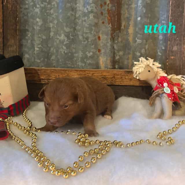 Utah  - Australian Shepherd Female