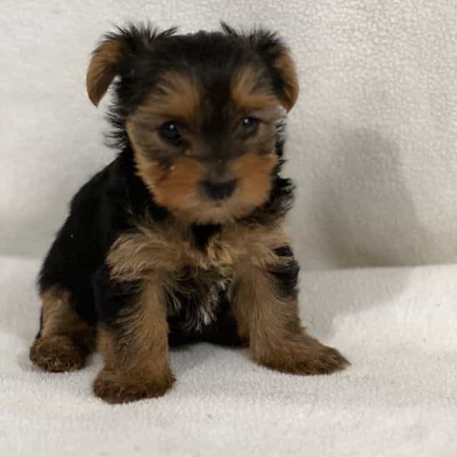 Noodle - Yorkipoo Female