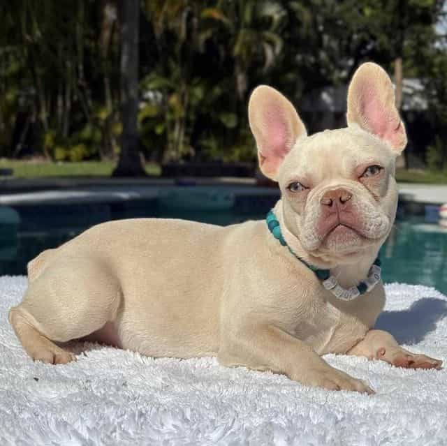 Stanley - French Bulldog Male