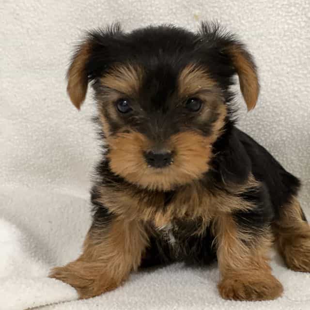 Chanel - Yorkipoo Female