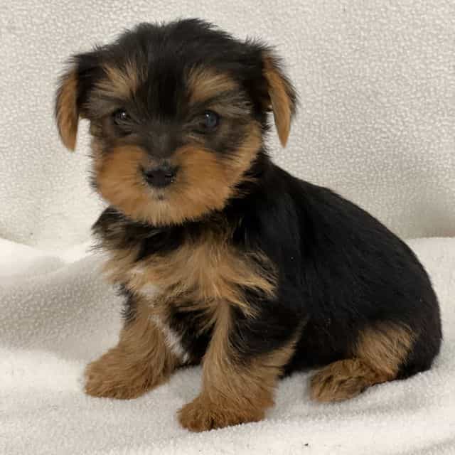 Teacup Sugar - Yorkipoo Female