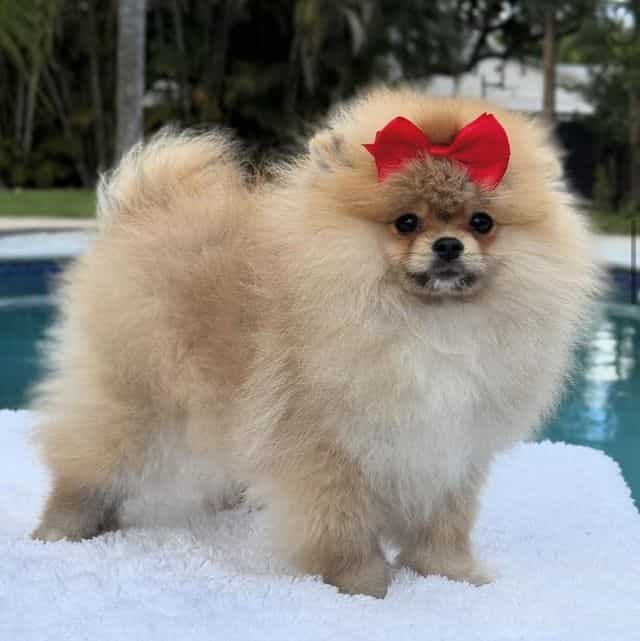 Lucy - Pomeranian Female
