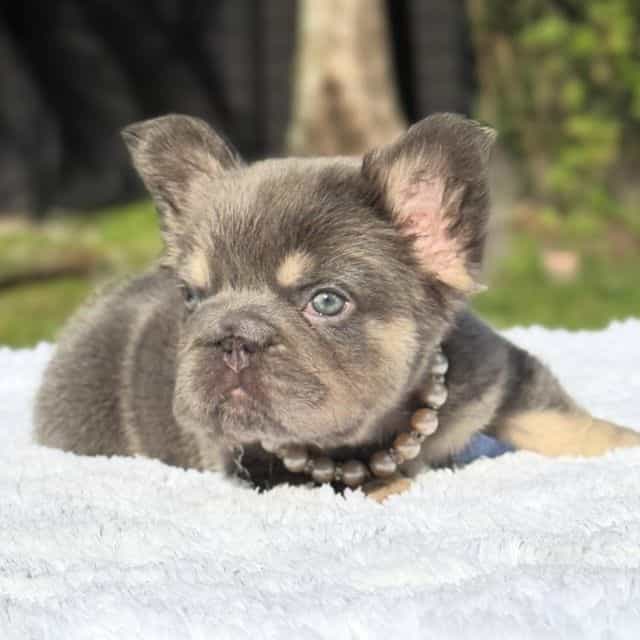 Candy Fluffy Bi - French Bulldog Female