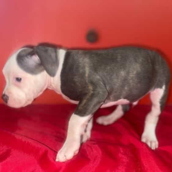Ghost - American Pit Bull Terrier Male