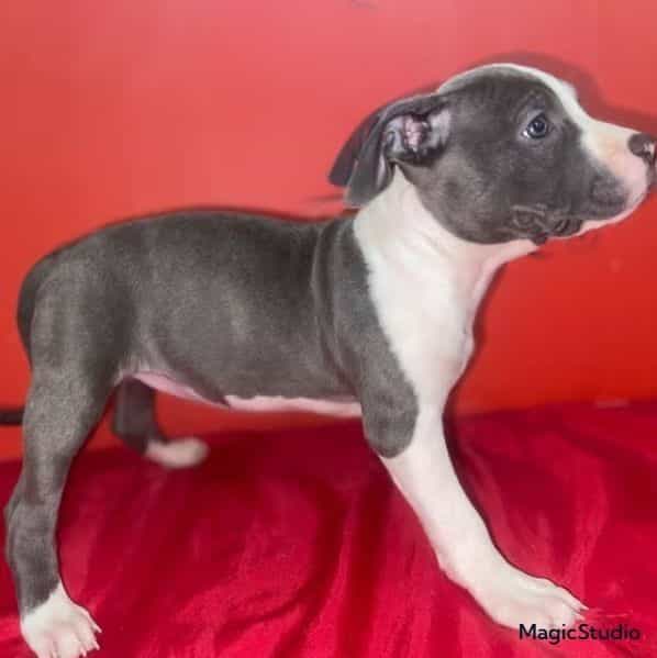 Precious  - American Pit Bull Terrier Female