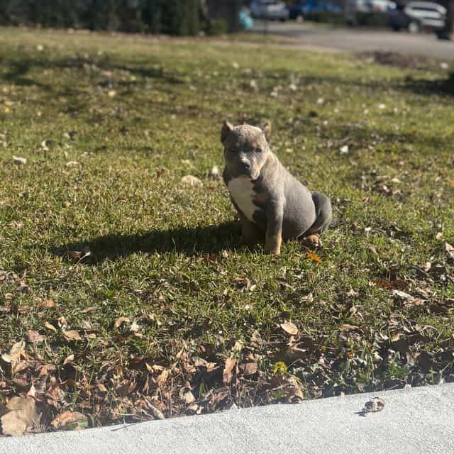 Thor - American Bully Male